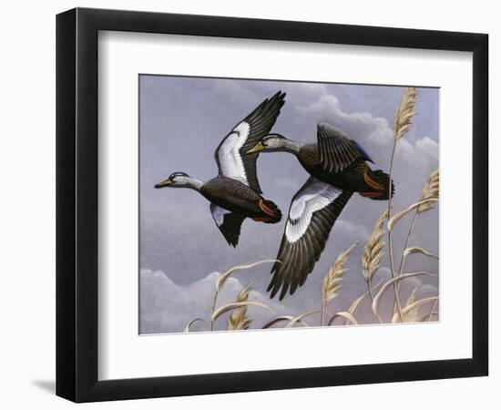 1982-1983 Black Ducks-Wilhelm Goebel-Framed Giclee Print