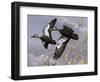 1982-1983 Black Ducks-Wilhelm Goebel-Framed Giclee Print