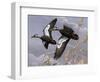 1982-1983 Black Ducks-Wilhelm Goebel-Framed Giclee Print