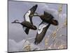 1982-1983 Black Ducks-Wilhelm Goebel-Mounted Giclee Print