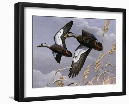 1982-1983 Black Ducks-Wilhelm Goebel-Framed Giclee Print