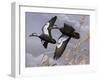 1982-1983 Black Ducks-Wilhelm Goebel-Framed Giclee Print