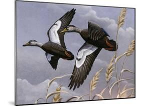 1982-1983 Black Ducks-Wilhelm Goebel-Mounted Giclee Print