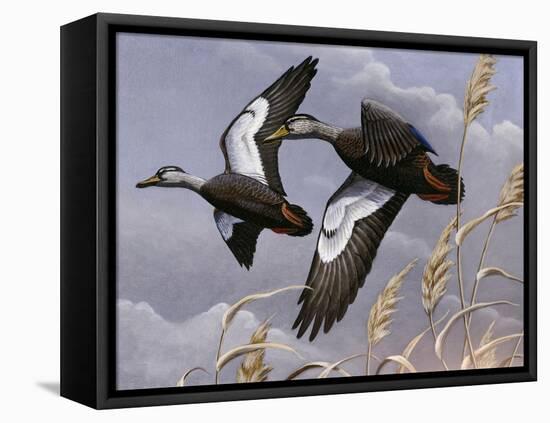 1982-1983 Black Ducks-Wilhelm Goebel-Framed Stretched Canvas