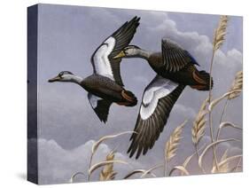 1982-1983 Black Ducks-Wilhelm Goebel-Stretched Canvas