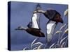 1984 Black Ducks-Wilhelm Goebel-Stretched Canvas