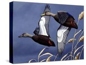1984 Black Ducks-Wilhelm Goebel-Stretched Canvas