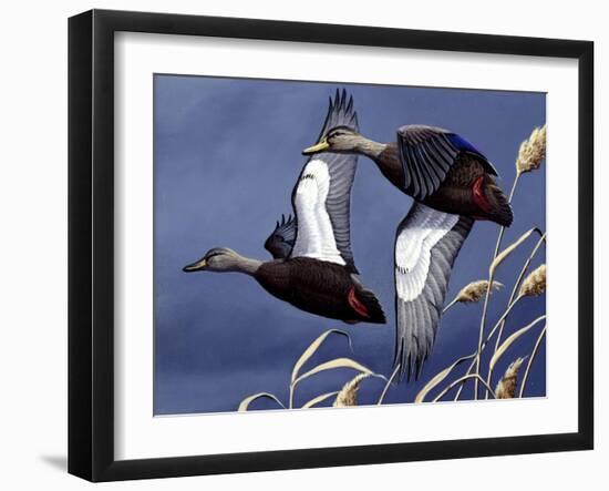 1984 Black Ducks-Wilhelm Goebel-Framed Giclee Print