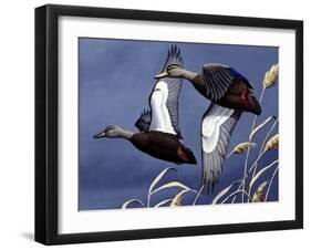 1984 Black Ducks-Wilhelm Goebel-Framed Giclee Print