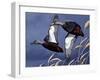 1984 Black Ducks-Wilhelm Goebel-Framed Giclee Print