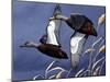 1984 Black Ducks-Wilhelm Goebel-Mounted Giclee Print