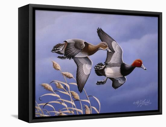1986 Redhead Ducks-Wilhelm Goebel-Framed Stretched Canvas