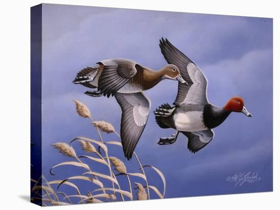 1986 Redhead Ducks-Wilhelm Goebel-Stretched Canvas