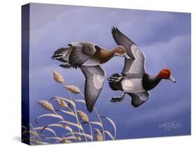1986 Redhead Ducks-Wilhelm Goebel-Stretched Canvas