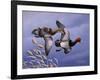 1986 Redhead Ducks-Wilhelm Goebel-Framed Giclee Print