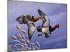 1986 Redhead Ducks-Wilhelm Goebel-Mounted Giclee Print