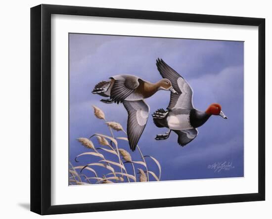 1986 Redhead Ducks-Wilhelm Goebel-Framed Giclee Print