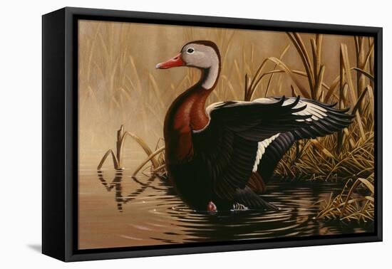 1988 Black Bellied Whistling Duck-Wilhelm Goebel-Framed Stretched Canvas