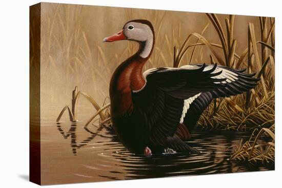 1988 Black Bellied Whistling Duck-Wilhelm Goebel-Stretched Canvas