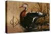 1988 Black Bellied Whistling Duck-Wilhelm Goebel-Stretched Canvas