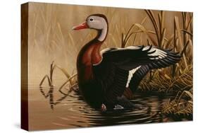 1988 Black Bellied Whistling Duck-Wilhelm Goebel-Stretched Canvas