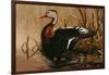 1988 Black Bellied Whistling Duck-Wilhelm Goebel-Framed Giclee Print