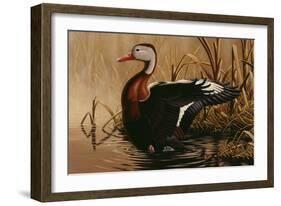 1988 Black Bellied Whistling Duck-Wilhelm Goebel-Framed Giclee Print