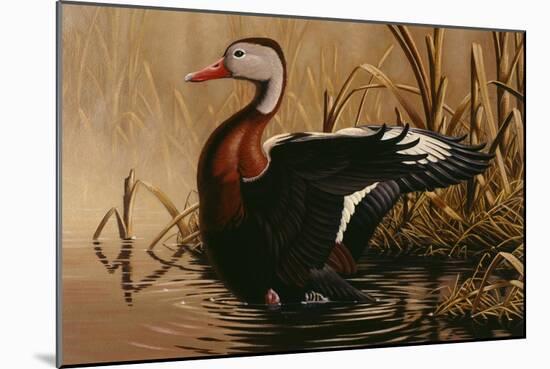 1988 Black Bellied Whistling Duck-Wilhelm Goebel-Mounted Giclee Print