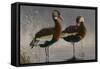 1989 Black Bellied Whistling Duck-Wilhelm Goebel-Framed Stretched Canvas