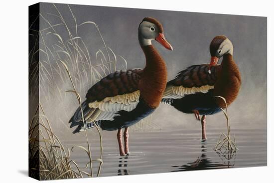 1989 Black Bellied Whistling Duck-Wilhelm Goebel-Stretched Canvas