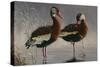 1989 Black Bellied Whistling Duck-Wilhelm Goebel-Stretched Canvas