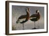 1989 Black Bellied Whistling Duck-Wilhelm Goebel-Framed Giclee Print