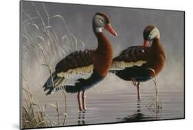 1989 Black Bellied Whistling Duck-Wilhelm Goebel-Mounted Giclee Print