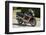 1989 Kawasaki ZX10E-null-Framed Photographic Print