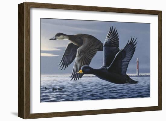 1990 Black Scoters-Wilhelm Goebel-Framed Giclee Print