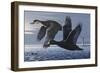 1990 Black Scoters-Wilhelm Goebel-Framed Giclee Print