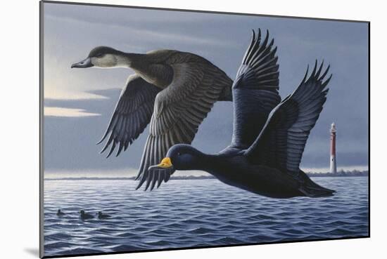 1990 Black Scoters-Wilhelm Goebel-Mounted Giclee Print