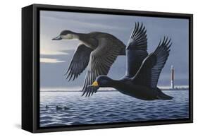 1990 Black Scoters-Wilhelm Goebel-Framed Stretched Canvas