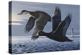 1990 Black Scoters-Wilhelm Goebel-Stretched Canvas