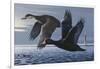 1990 Black Scoters-Wilhelm Goebel-Framed Giclee Print