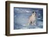 1990s ARCTIC FOX Alopex lagopus IN WINTER STANDING CURIOUS LOOKING AT CAMERA CANADA-Panoramic Images-Framed Photographic Print