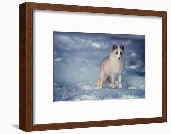 1990s ARCTIC FOX Alopex lagopus IN WINTER STANDING CURIOUS LOOKING AT CAMERA CANADA-Panoramic Images-Framed Photographic Print