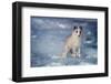 1990s ARCTIC FOX Alopex lagopus IN WINTER STANDING CURIOUS LOOKING AT CAMERA CANADA-Panoramic Images-Framed Photographic Print