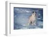 1990s ARCTIC FOX Alopex lagopus IN WINTER STANDING CURIOUS LOOKING AT CAMERA CANADA-Panoramic Images-Framed Photographic Print