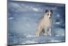 1990s ARCTIC FOX Alopex lagopus IN WINTER STANDING CURIOUS LOOKING AT CAMERA CANADA-Panoramic Images-Mounted Photographic Print