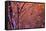 1990s SNOW FALLING AT SUNSET CLINGING ONTO TREE BRANCHES-Panoramic Images-Framed Stretched Canvas