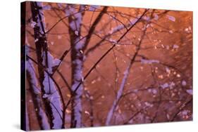 1990s SNOW FALLING AT SUNSET CLINGING ONTO TREE BRANCHES-Panoramic Images-Stretched Canvas