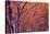 1990s SNOW FALLING AT SUNSET CLINGING ONTO TREE BRANCHES-Panoramic Images-Stretched Canvas