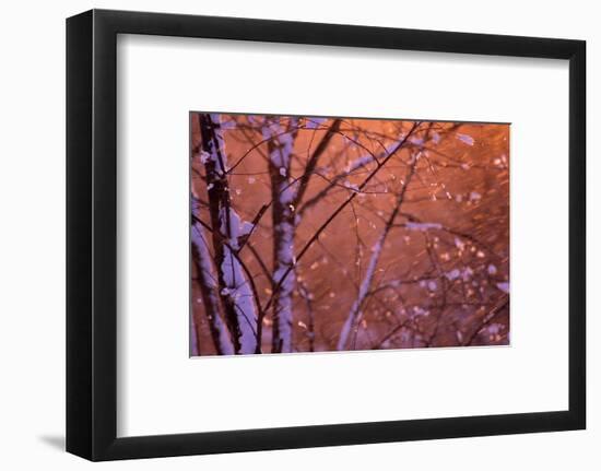 1990s SNOW FALLING AT SUNSET CLINGING ONTO TREE BRANCHES-Panoramic Images-Framed Photographic Print