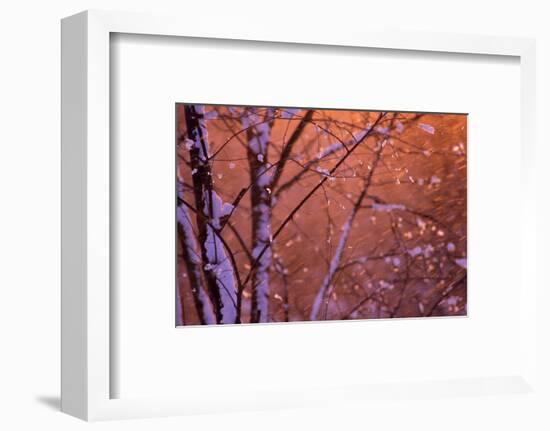 1990s SNOW FALLING AT SUNSET CLINGING ONTO TREE BRANCHES-Panoramic Images-Framed Photographic Print